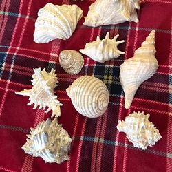 Shells 