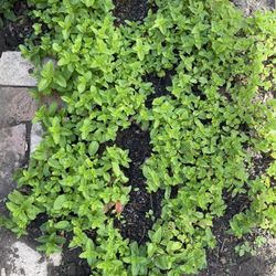 Mint Plant 