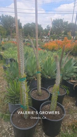 Ocotillo Cactus