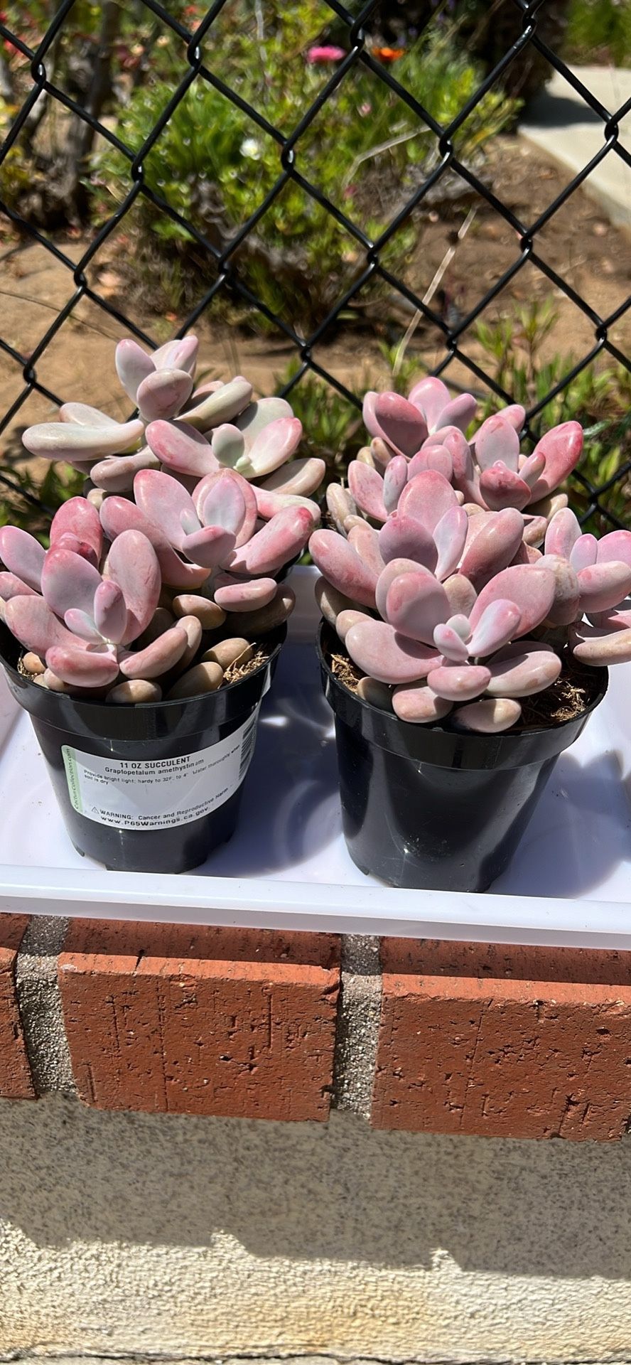 Vibrant Pink moonstone Succulents – 4 inch pot
