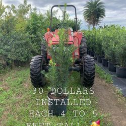 Podocarpus 7 Gallon (4 Foot Tall)