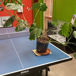 Room Plant