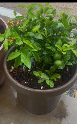 Limon Mexicano enano