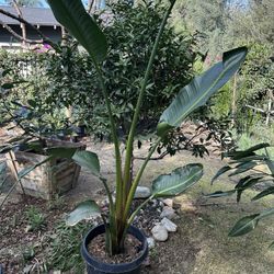  Large Bird Of Paradise