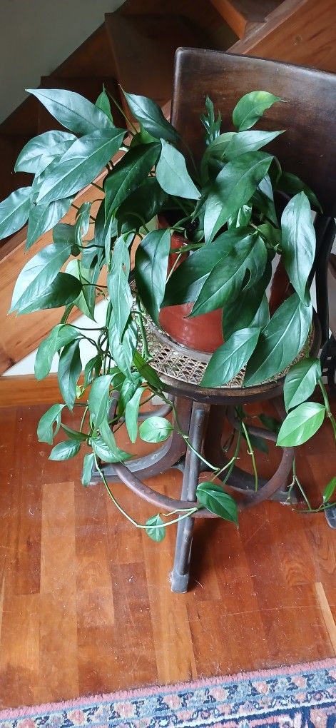 'Baltic Blue' Pothos Plant For Sale