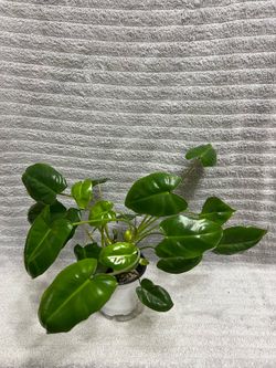Philodendron Variegated Plant