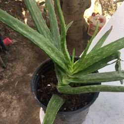 Aloe vera