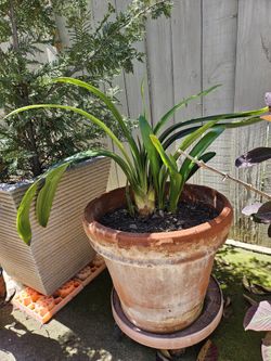 1 Huge & 3 Saplings Clivia , Clivia miniate, Bush Lily, Natal Lily, Foliage Plants In Vintage 18" Clay Pot