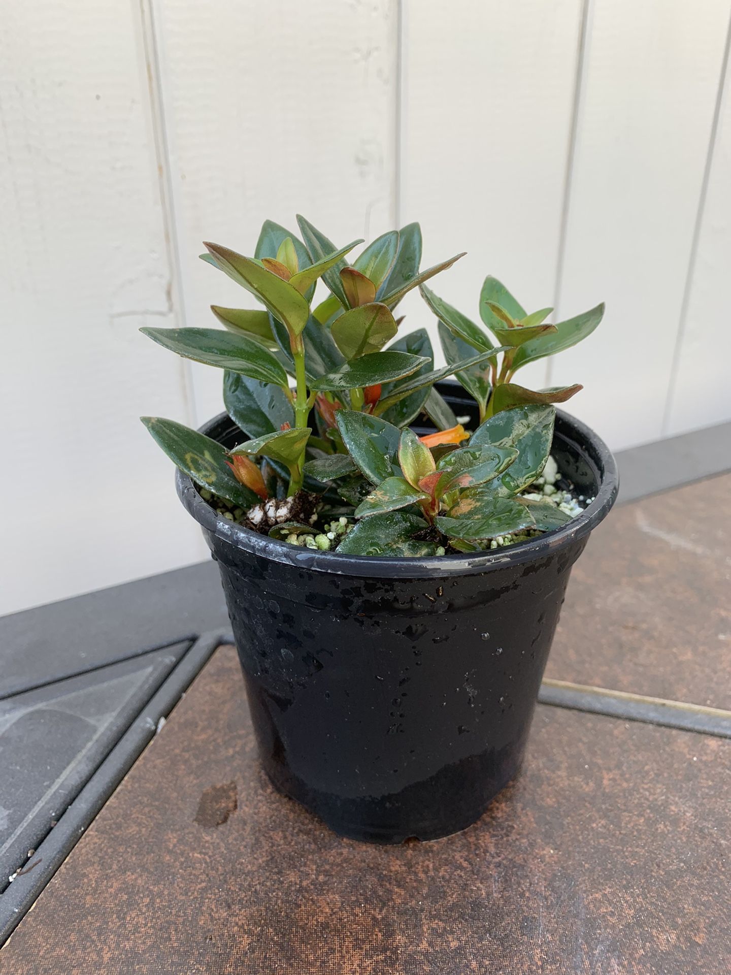 4” Nematanthis Flowering Goldfish Plant (pick up only)