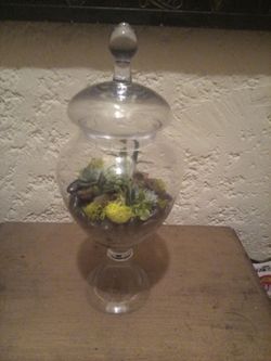 Succulent apothecary jar terrarium