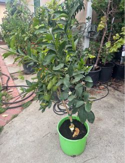 Bearss Lime Tree (Persian/Tahiti Lime) – Fruiting Right Now! Healthy & Productive Potted Citrus Condition: Excellent, vigorous, and actively fruiting.