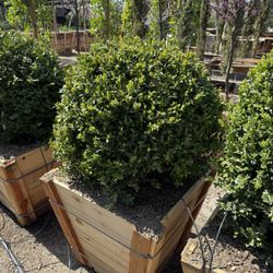 Boxwood Globes