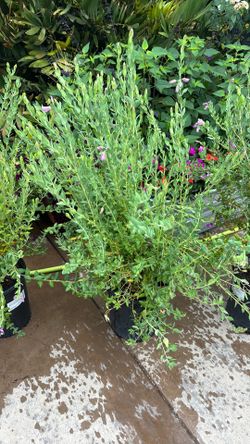 Sweet Pea Shrubs