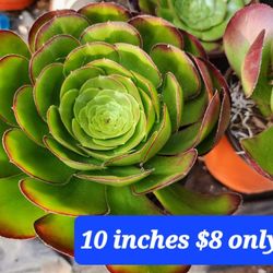 SUCCULENTS. Sale THIS WEEK IN SAN LORENZO