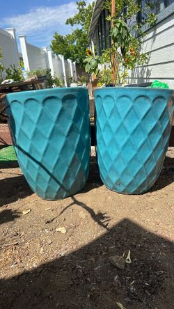 Big Plant pots