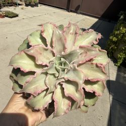 6” Succulent 