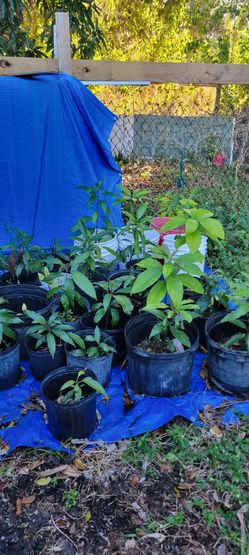 Plantas De Mago