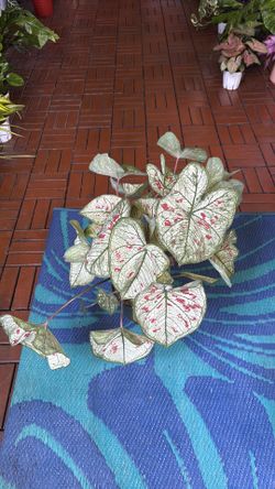 Strawberry Star Caladium plant 6” pot