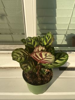 Calathea makoyana plant