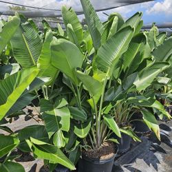 bird  of paradise  Instant  decoration  white  and orange 