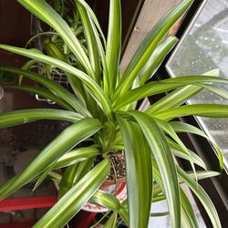 Healthy Hawaiian spider one and Half year mature plant With Baby