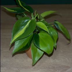 Philodendron Brasil- 2” Pot 