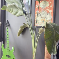 White Bird of Paradise Plant