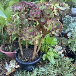 Big Aeonium