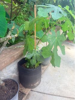 Purple Fig tree / higuera