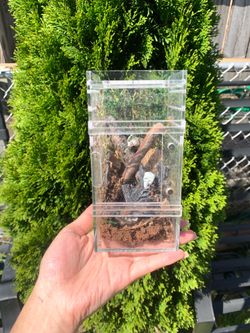 Jumping spider enclosure 🕸️