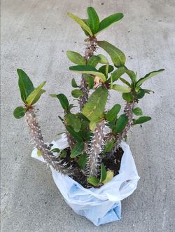 Free Euphorbia 'Crown of Thorns'