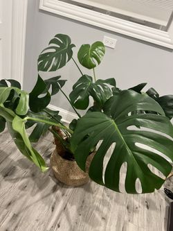 Large Monstera Deliciosa In Basket 