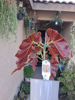 Angel Wings Begonia Catherine Too Plant $20