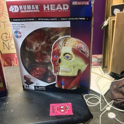 Human Head 4D Master