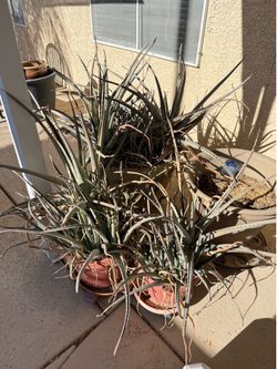 Various aloe plants