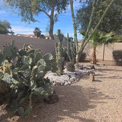 Cacti and palm tree free