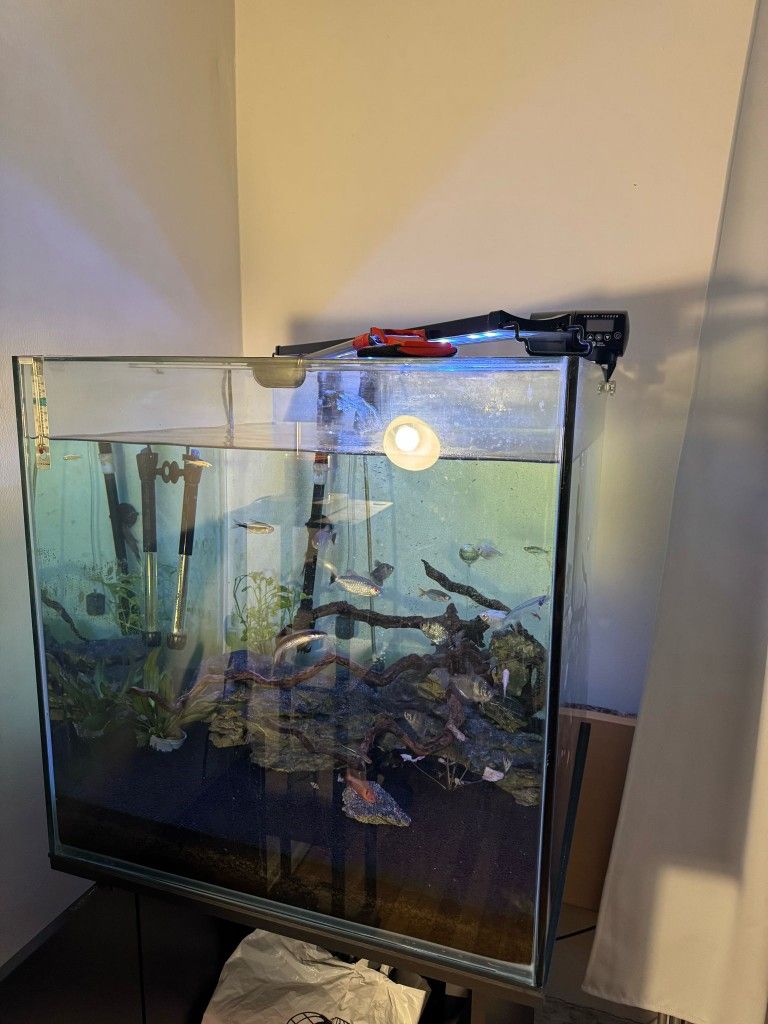 Fish Tank