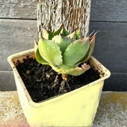Agave potatorum hybrid ‘Bon Petite’ / Petite Agave  In 4" pot