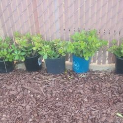 Jade Plants 