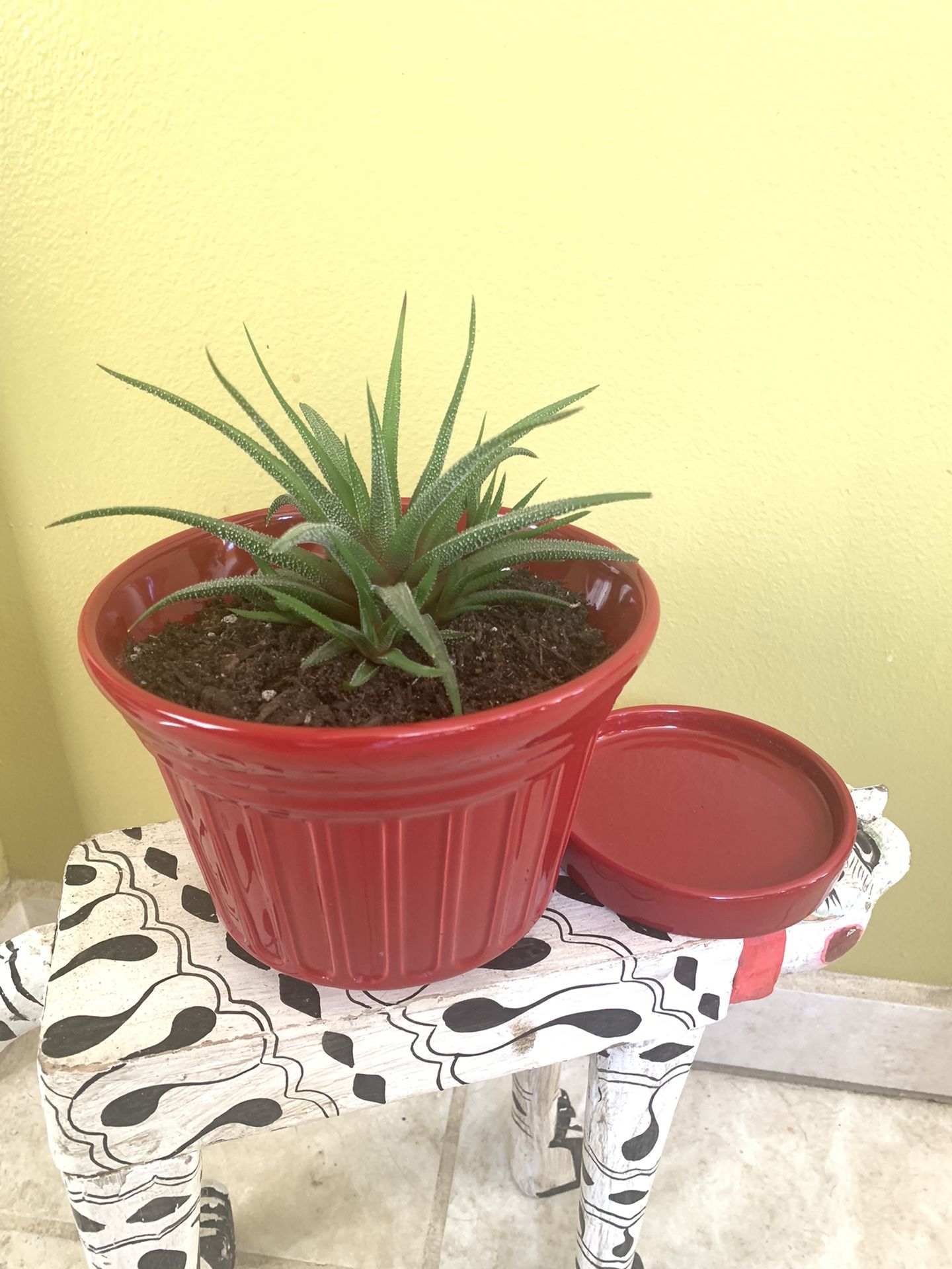 Live Indoor Haworthia Aristata Zebra Plant in a Ceramic Pot with Drainage