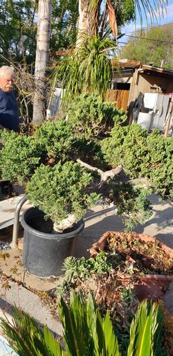 Plant For Sale