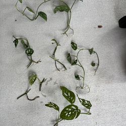 Monstera adansonii “Swiss Cheese Vine” Cuttings – Easy Houseplant!