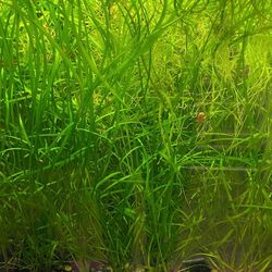 Jungle Vallisneria Aquarium Plant