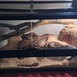 Reptile Tank And Accessories Every Thing Included