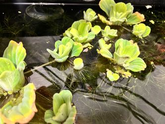 Water Hyacinth, Aquarium & Pond Plants