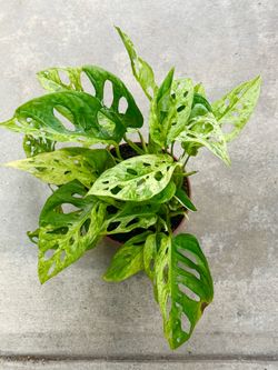 Plants (6”swiss cheese Milky way )$50