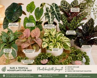 🌿 Rare & Tropical Houseplants For Sale | Alocasia • Hoya • Calathea • Syngonium •Pothos