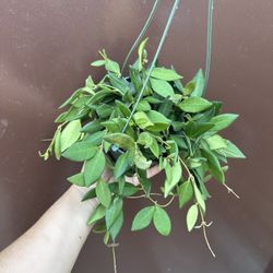 6” hoya burtoniae