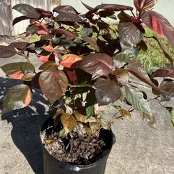 Red Leaf COOPER Plant 