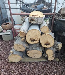 Magnolia Wood Logs